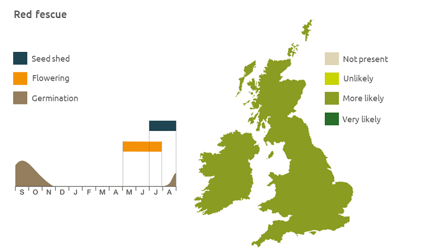 Red fescue life cycle and UK distribution
